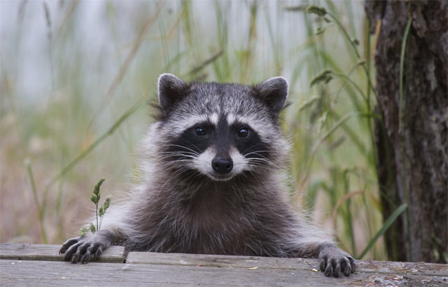 cute-raccoon-100915-02